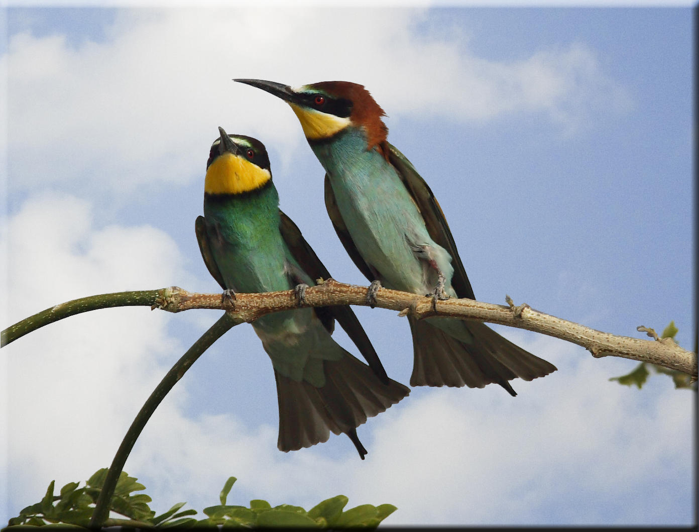 European Bee Eater