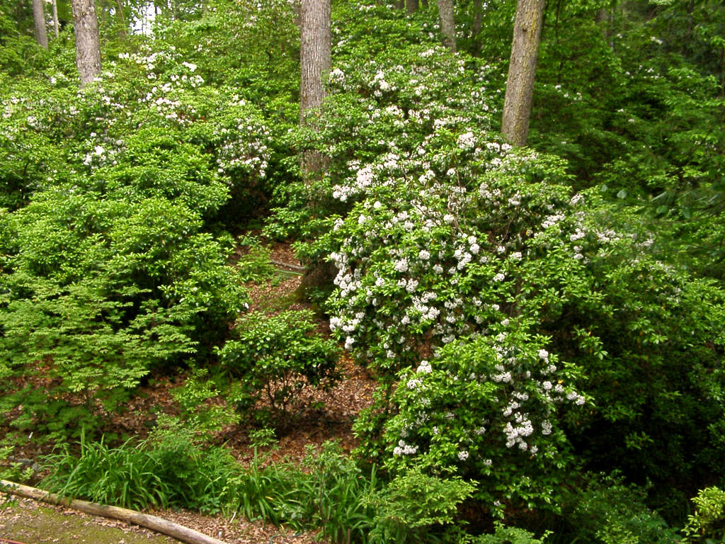 Mountain Laurel