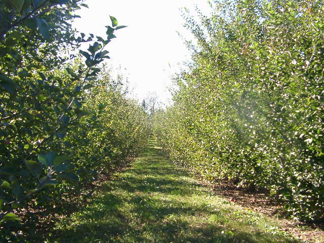 orchard0710110036.JPG