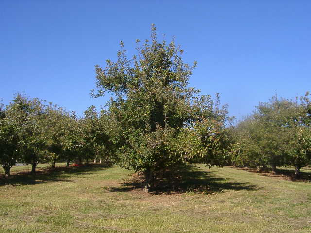 orchard0710110048.JPG