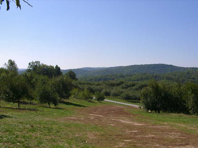 orchard0710120023.JPG