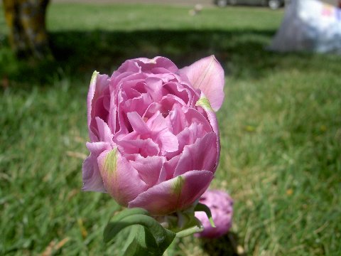 PICT5499.jpg