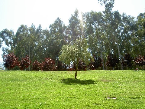 PICT5538.jpg