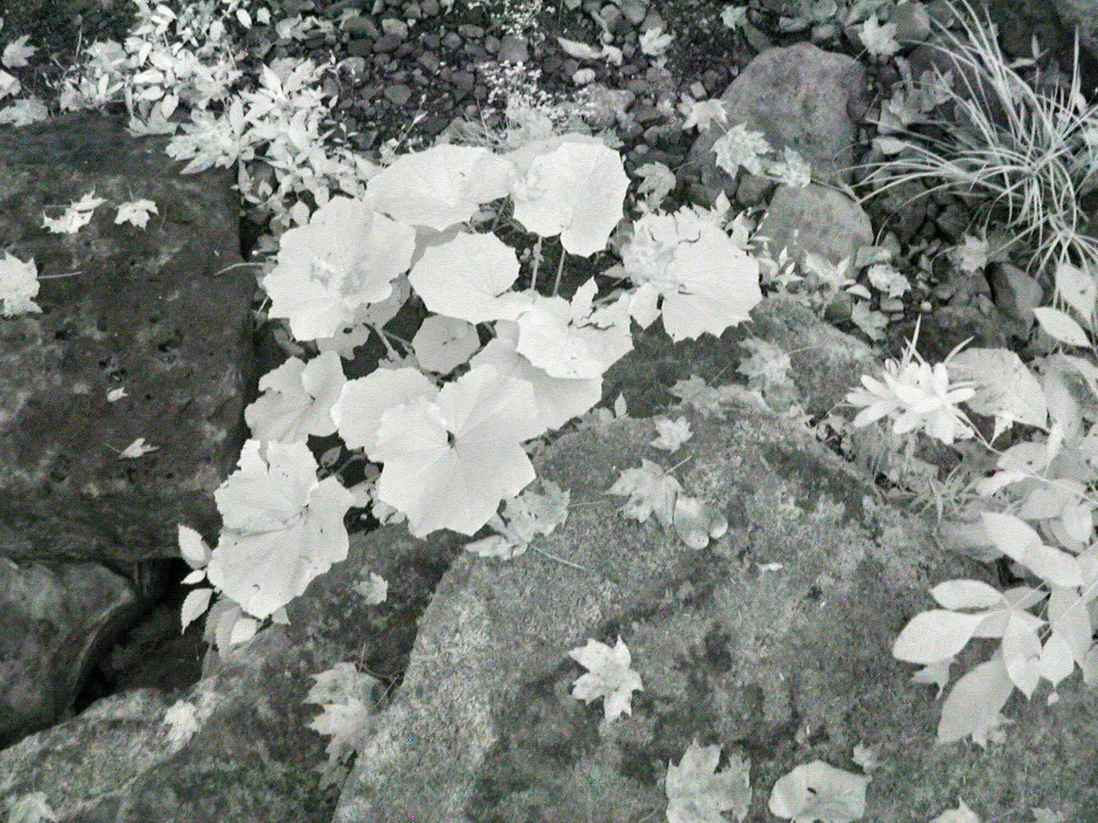 ASTABULA_09_24_08_002.JPG