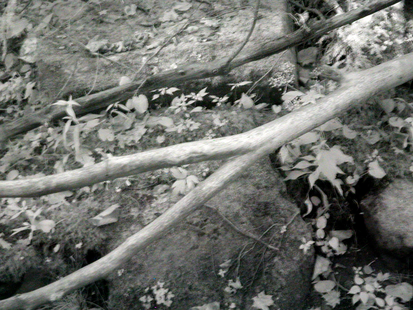 ASTABULA_09_24_08_003.JPG