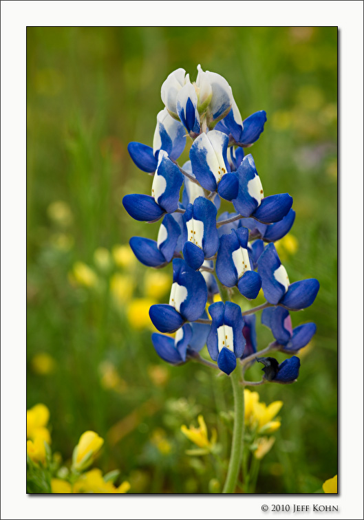 Bluebonnet