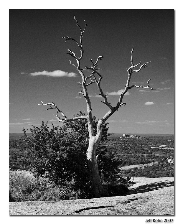 Solitary Tree, Top of Enchanted Rock