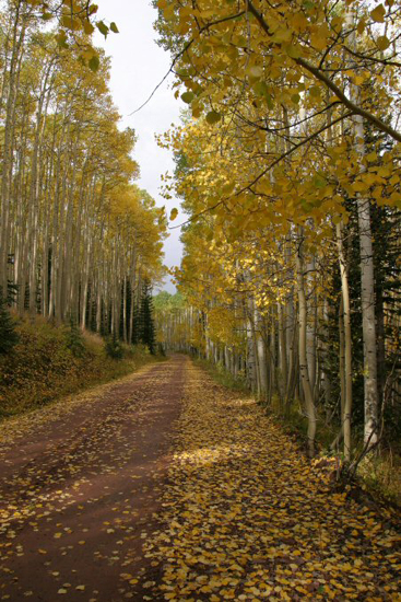 aspens