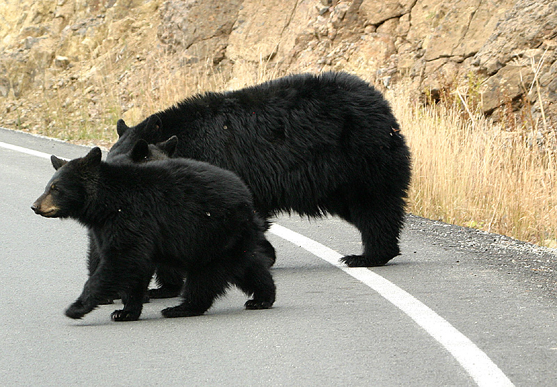 Rosie and cubs