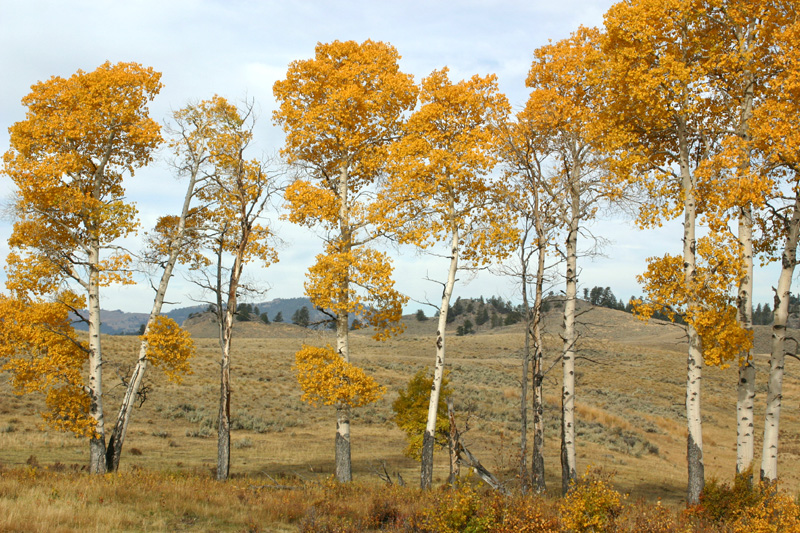 Fall colors