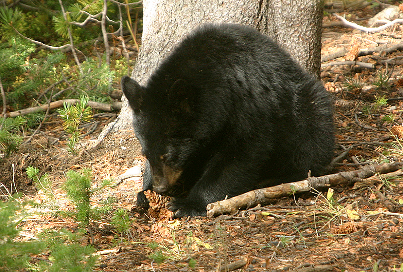 Cub eating pine cone