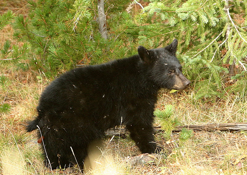 Cubbie