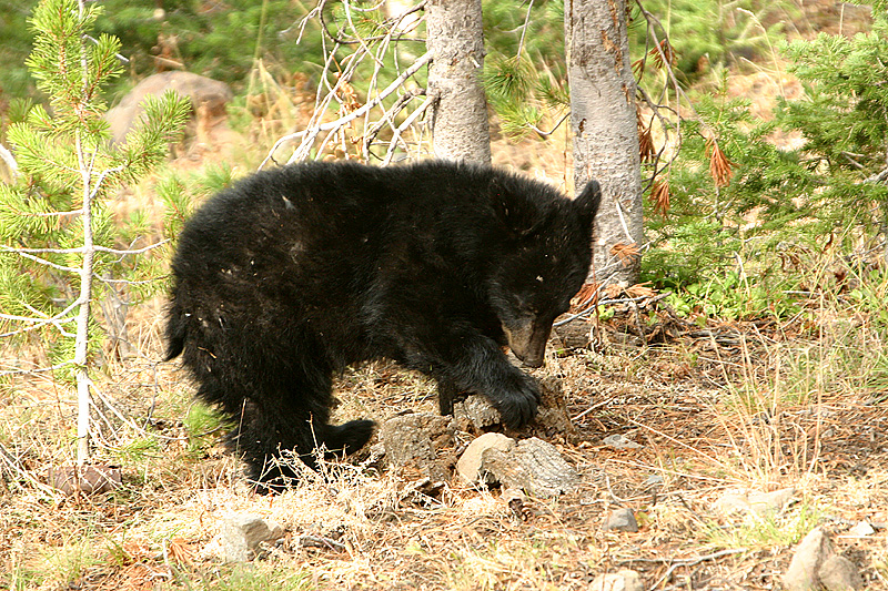 Cub looking for food