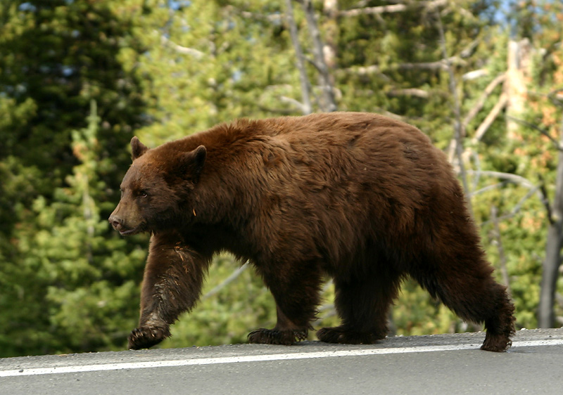 Cinnamon bear