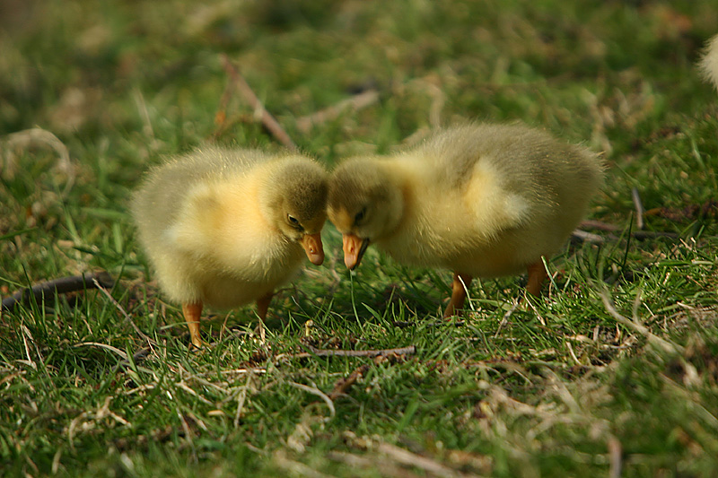 Goslings