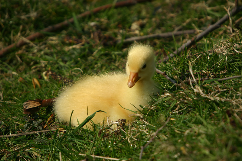 Gosling