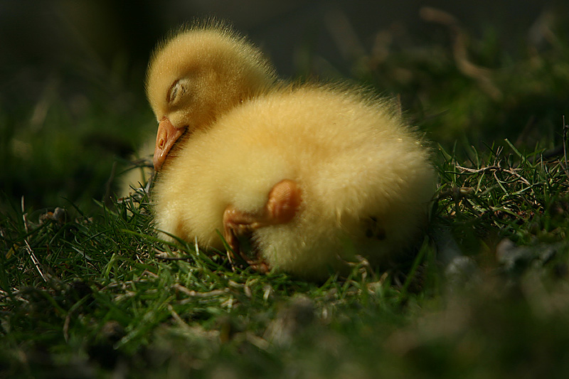 Snoozing