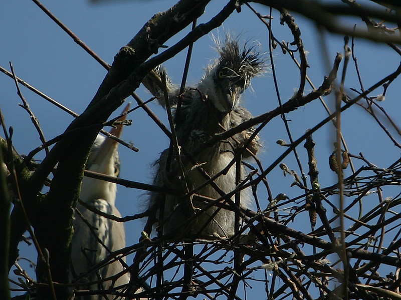 Bad hair day