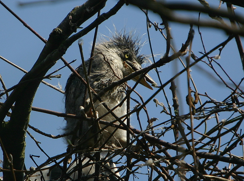Grey Heron chick