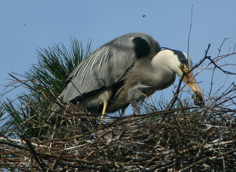 Grey Heron with chick