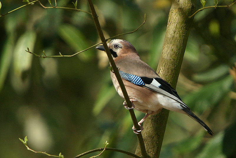 Eurasian Jay