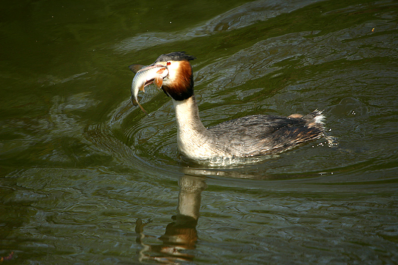 Grebe