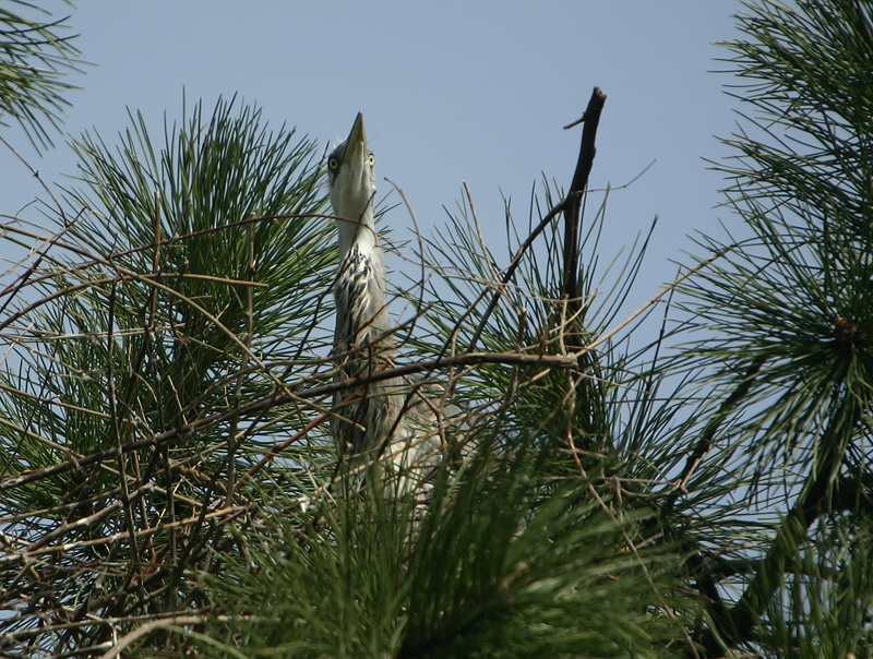 Grey Heron chick