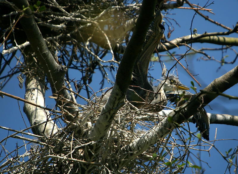 Grey Heron chicks
