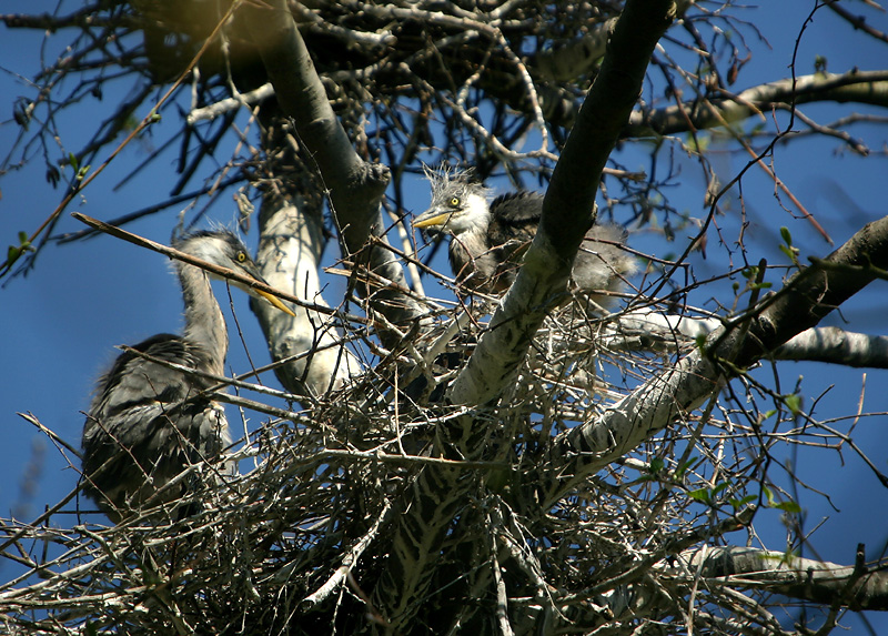 Grey Heron chicks