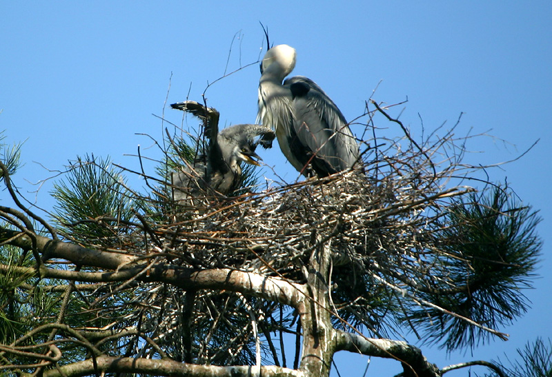 Grey Heron adult & chicks