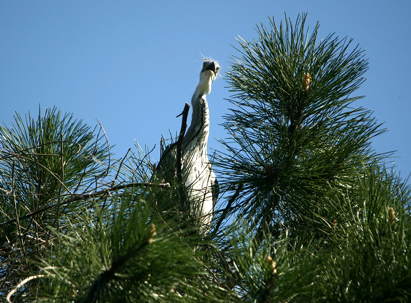 Grey Heron chick