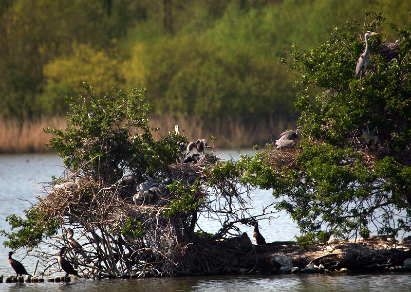 Heron rookery