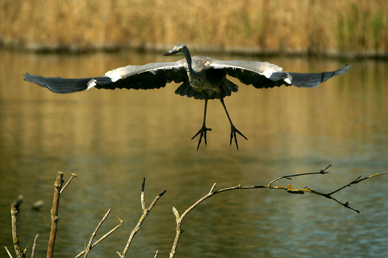 Grey Heron