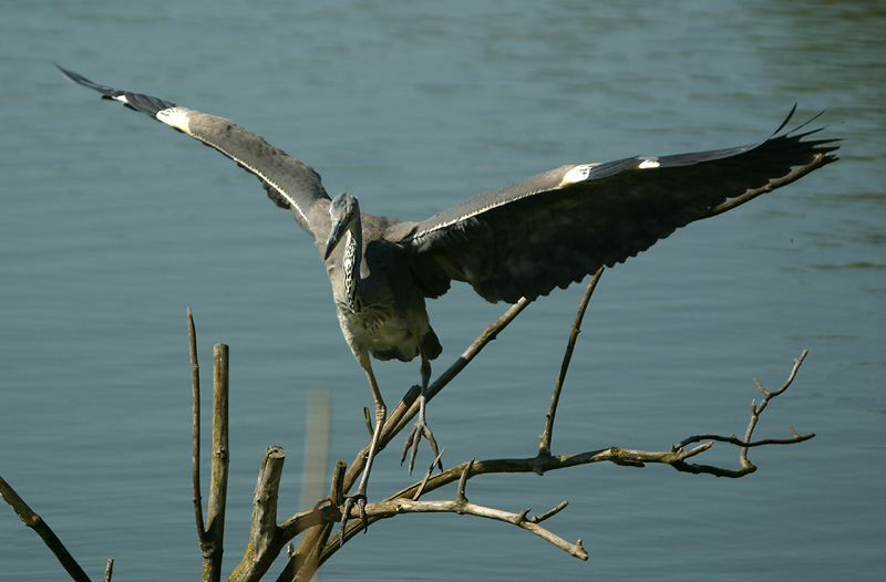 Grey Heron