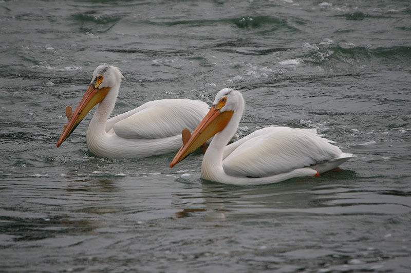 Pelicans