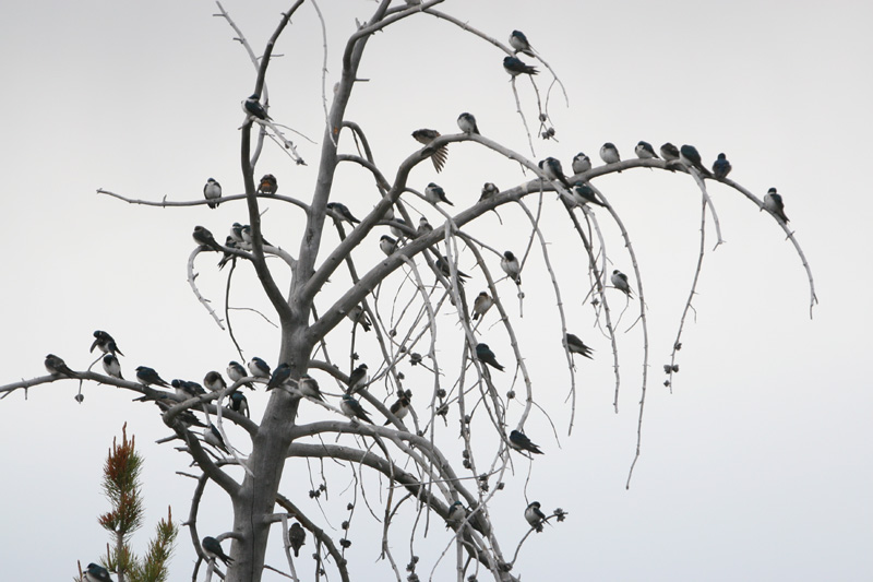 Swallows