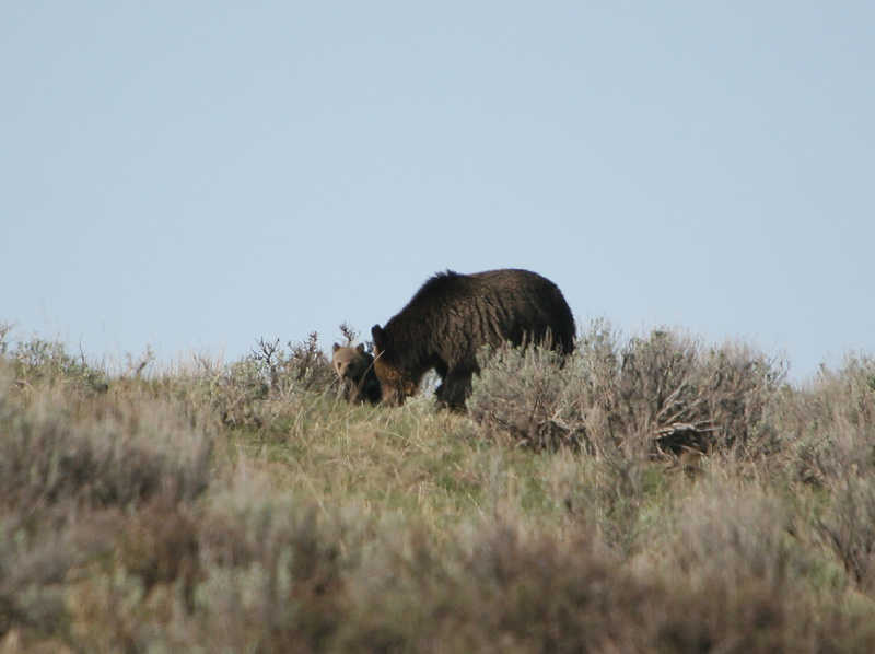 Griz with cub
