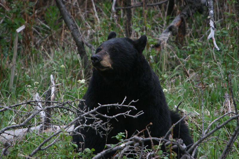 Black Bear
