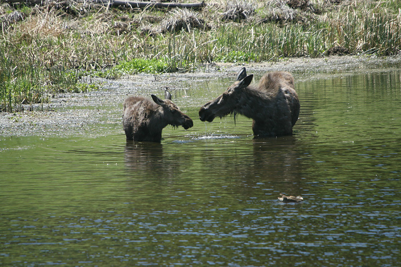 Moose with yearling calf