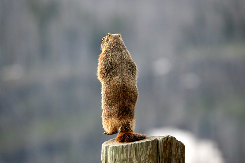 Marmot