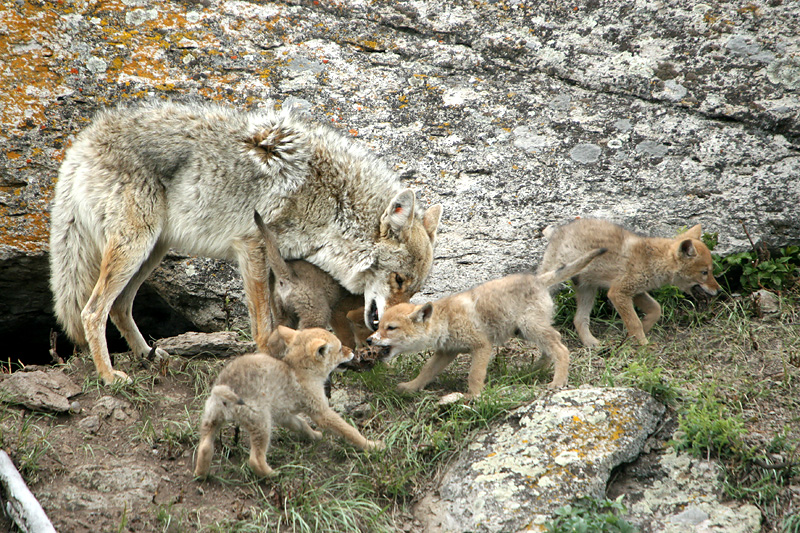 Coyote pups