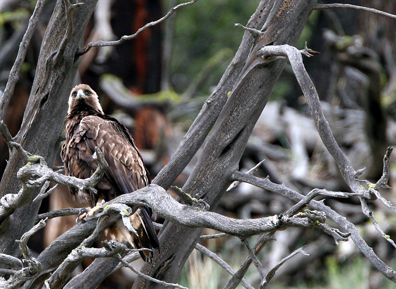 Golden Eagle