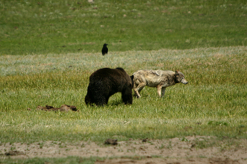 Wolf/griz encounter