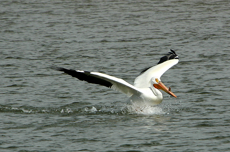 Pelican