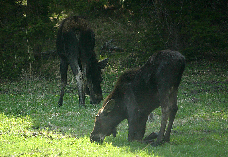 Moose with yearling calf