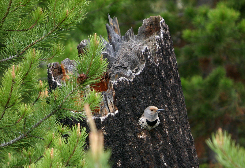 Northern Flicker - female