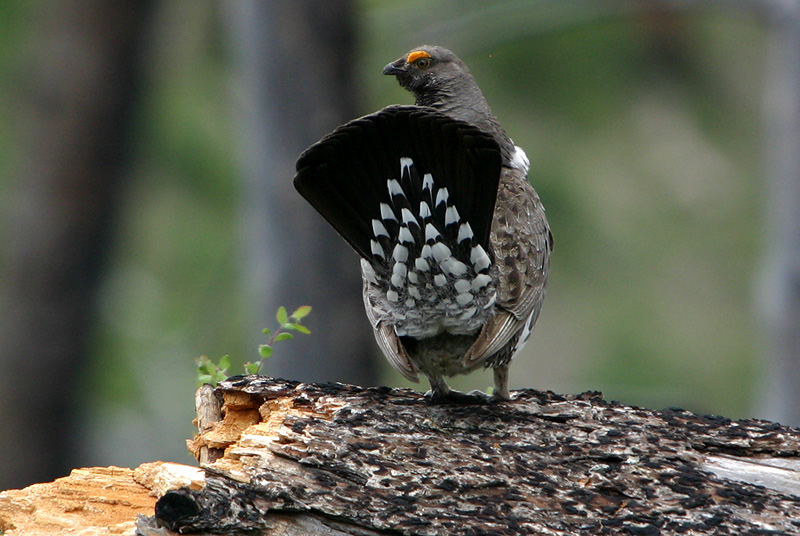 Blue Grouse