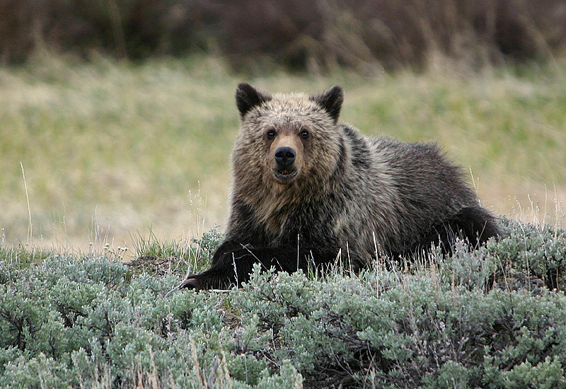 Grizzly