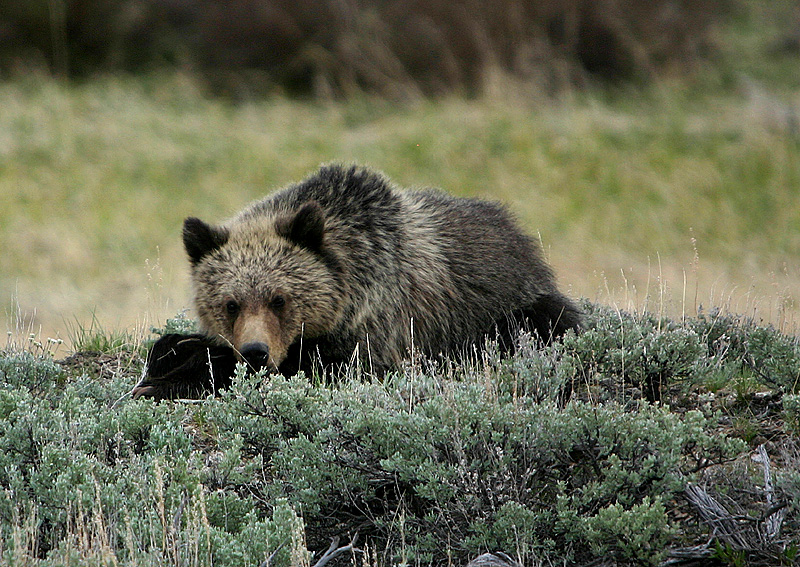 Grizzly