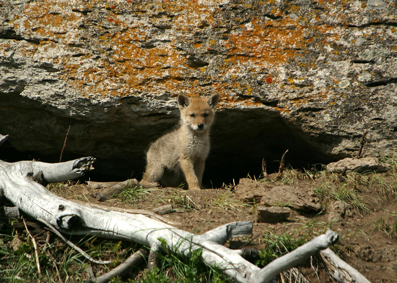Coyote puppy